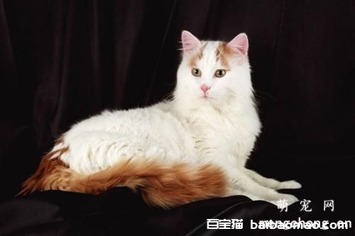 猫咪难产怎么办 可人为帮助猫咪生产