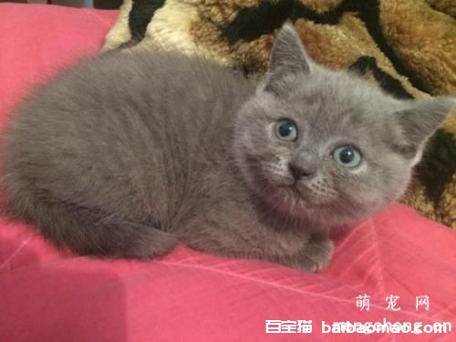 宠物猫口腔溃烂是什么原因？