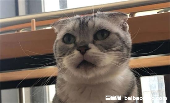 猫主动爬到主人身上是出于什么原因？