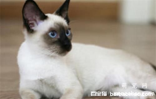 猫咪绝育的坏处有哪些?猫咪绝育的注意事项有哪些?