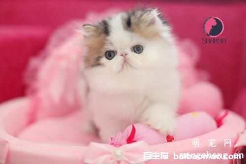 猫咪绝育的坏处有哪些?猫咪绝育的注意事项有哪些?