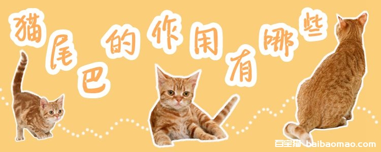 猫尾巴的作用有哪些