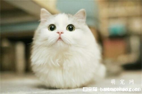 猫咪快生产了，我该准备什么？