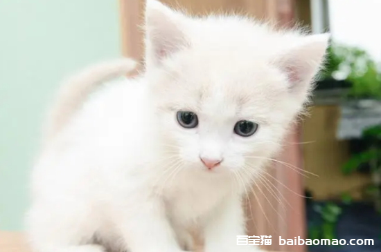 20天小猫怎么人工喂养