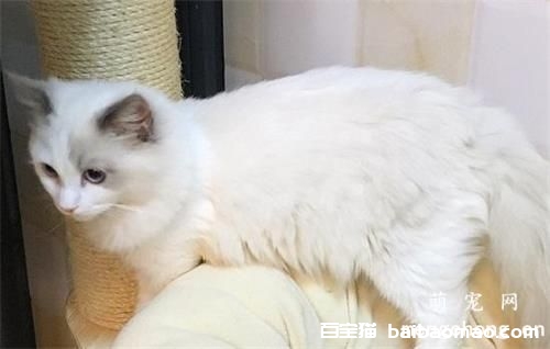 猫几个月做绝育 母猫多大可以做绝育