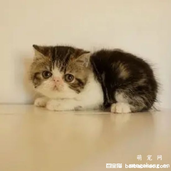 猫前庭综合症的症状及治疗