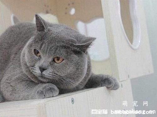 绝育的猫还会发情吗