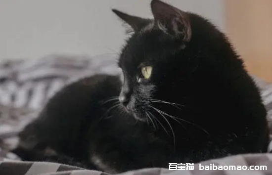 像煤球的猫是什么品种