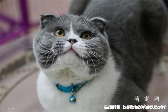 猫咪皮肤病之诊断化验技术