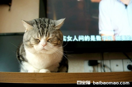 美国短尾猫怎么治疗猫癣 美国短尾猫猫藓治疗方法