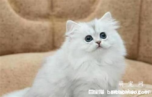 老年宠物猫的饲养管理_七岁之后猫咪进入老年期