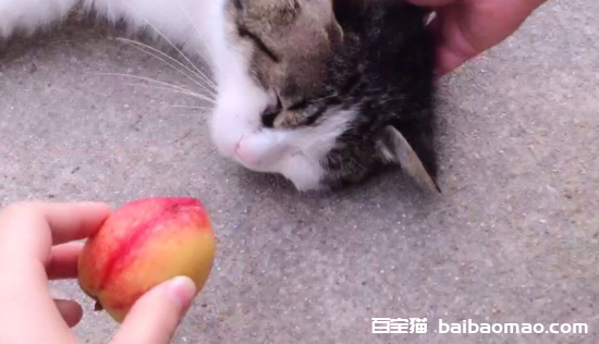 猫咪可以吃桃子吗？为什么？