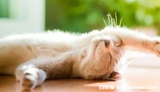 小猫崽几天睁眼？睁眼后能立即见光吗？