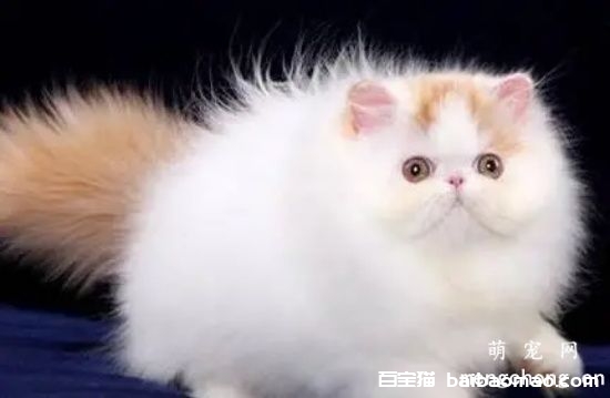 宠物猫上呼吸道感染的预防与治疗