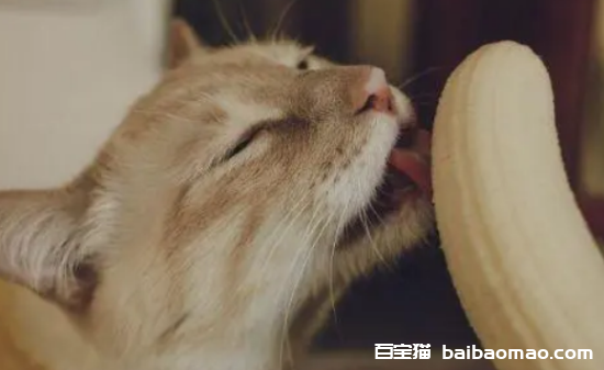 猫咪可以吃香蕉吗？一次喂多少合适？