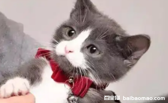 猫咪的鼻子正常是湿润的还是干燥的？