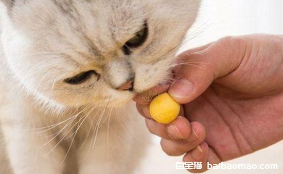 猫咪可以吃蛋黄吗？猫咪吃蛋黄的5个好处盘点