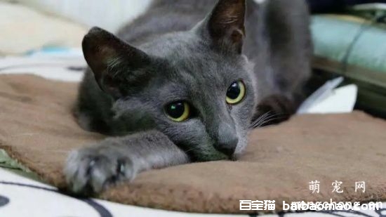 俄罗斯蓝猫交配要注意什么?