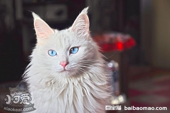 猫咪耳朵怎么清理 猫咪耳朵清洁方法