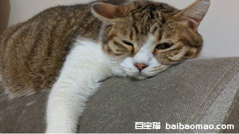 猫咪血型有哪些 猫咪血型介绍