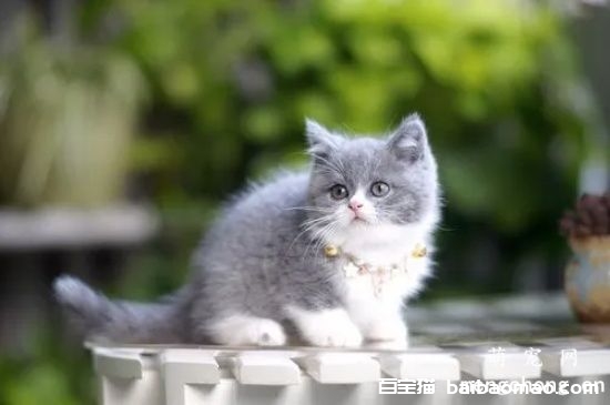 英国短毛猫分娩前要准备什么 ？分娩前准备事项