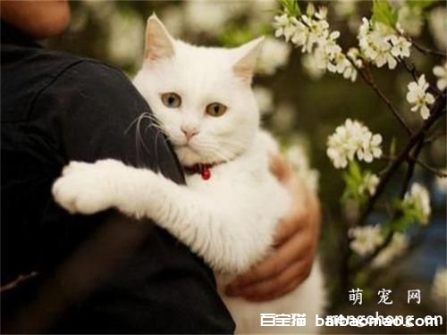 猫咪节育有什么好处 猫咪节育好处介绍