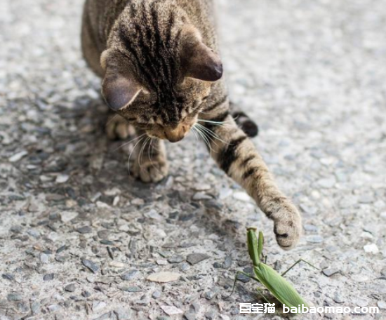 艾草对猫咪有没有害处？