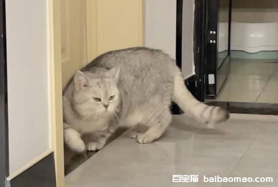 猫想进房间一直叫怎么办