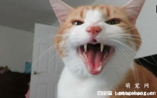 猫咪到底该不该绝育呢?我猜你有这样的误区!