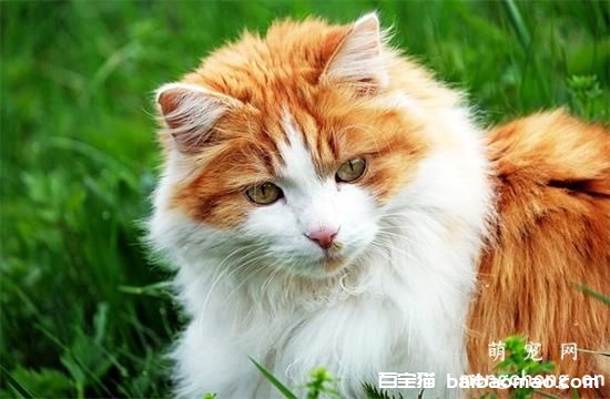 千万不要让猫咪“近亲繁殖”, 对猫咪来说是一种伤害