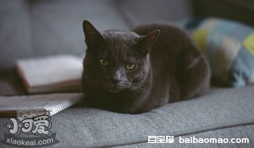 猫的类型及其相处方式 不同类型的猫相处方式也不一样7