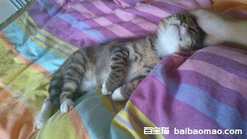 猫咪抽搐怎么回事 猫咪睡觉抽搐原因介绍