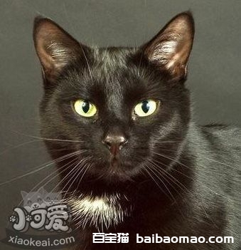 猫咪性格怎么判断 根据猫咪毛色判断性格3