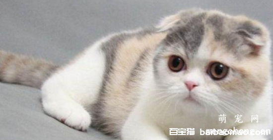 四个月的猫会发情吗