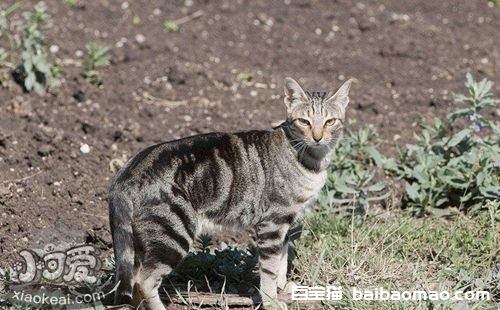 肯尼亚猫怎么养 肯尼亚猫喂养技巧