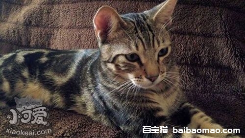 肯尼亚猫喂什么 肯尼亚猫喂食选择