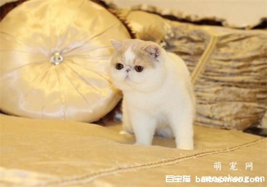 猫咪呕吐吐黄水怎么办？