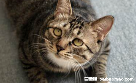 养“美短猫”还是“狸花猫”好？过来人告诉你，区别很大