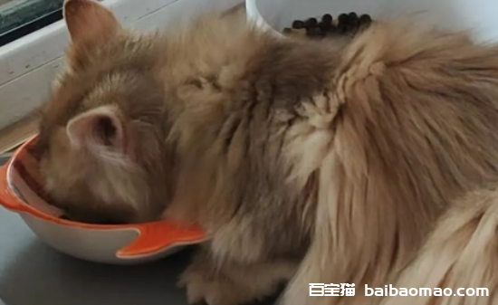 猫咪挑食怎么办？这几招帮你搞定！