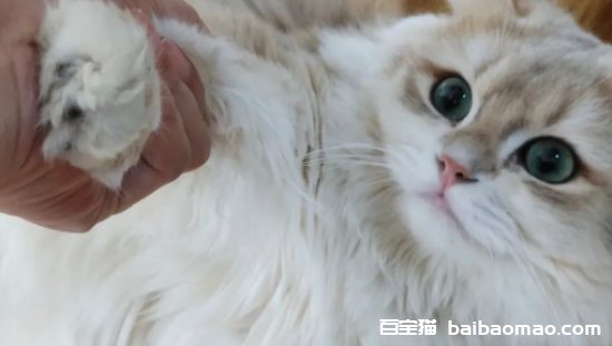 猫咪挑食怎么办？这几招帮你搞定！