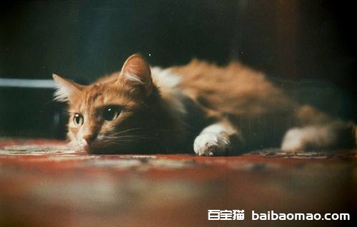 如何治疗猫咪维生素缺乏症 猫咪维生素缺乏症表现