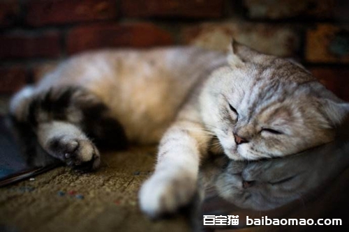 如何治疗猫咪维生素缺乏症 猫咪维生素缺乏症表现