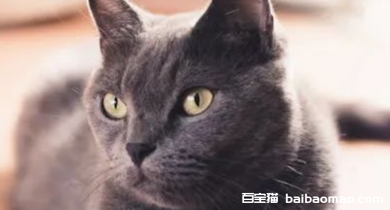 猫咪脱毛的几大原因，看看你家猫主子有没有中招