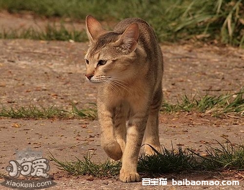 非洲狮子猫耳朵怎么清理 非洲狮子猫耳朵清理方法