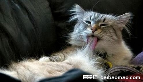 猫咪为什么会有毛球症 猫咪毛球症形成的原因