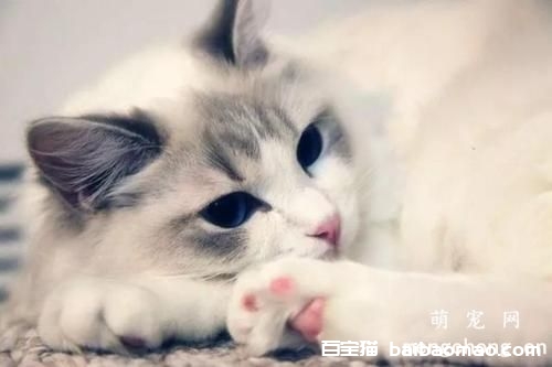 猫咪绝育前需求做什么预备