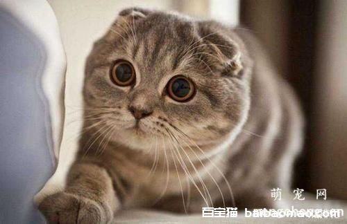 猫咪感冒发烧了该怎么办？