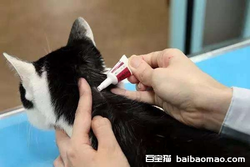 猫咪怎么用驱虫药 猫用驱虫药的七大注意事项