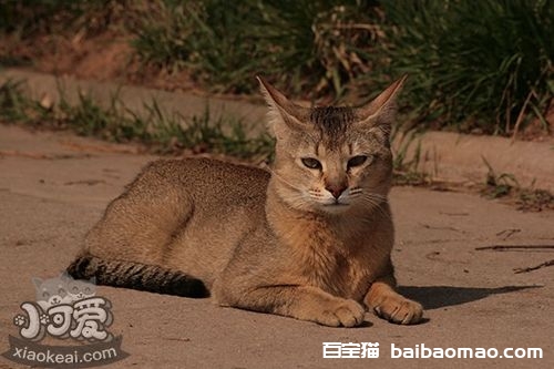 非洲狮子猫怎么梳毛 非洲狮子猫梳毛方法