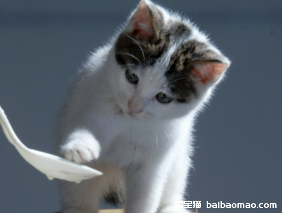 新手养猫——食物篇